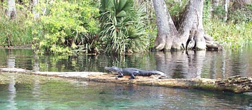 gator on silver river